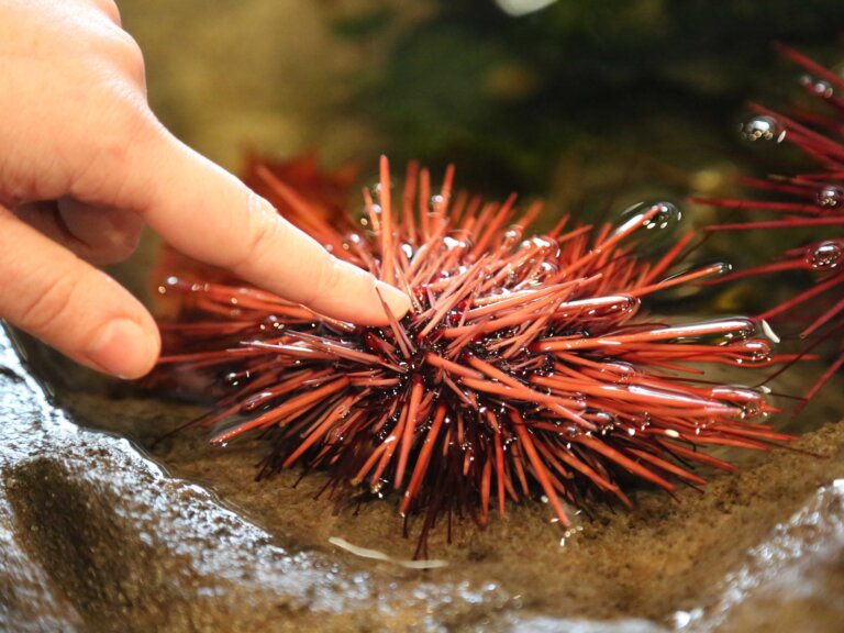 A finger gently touches a sea urchin